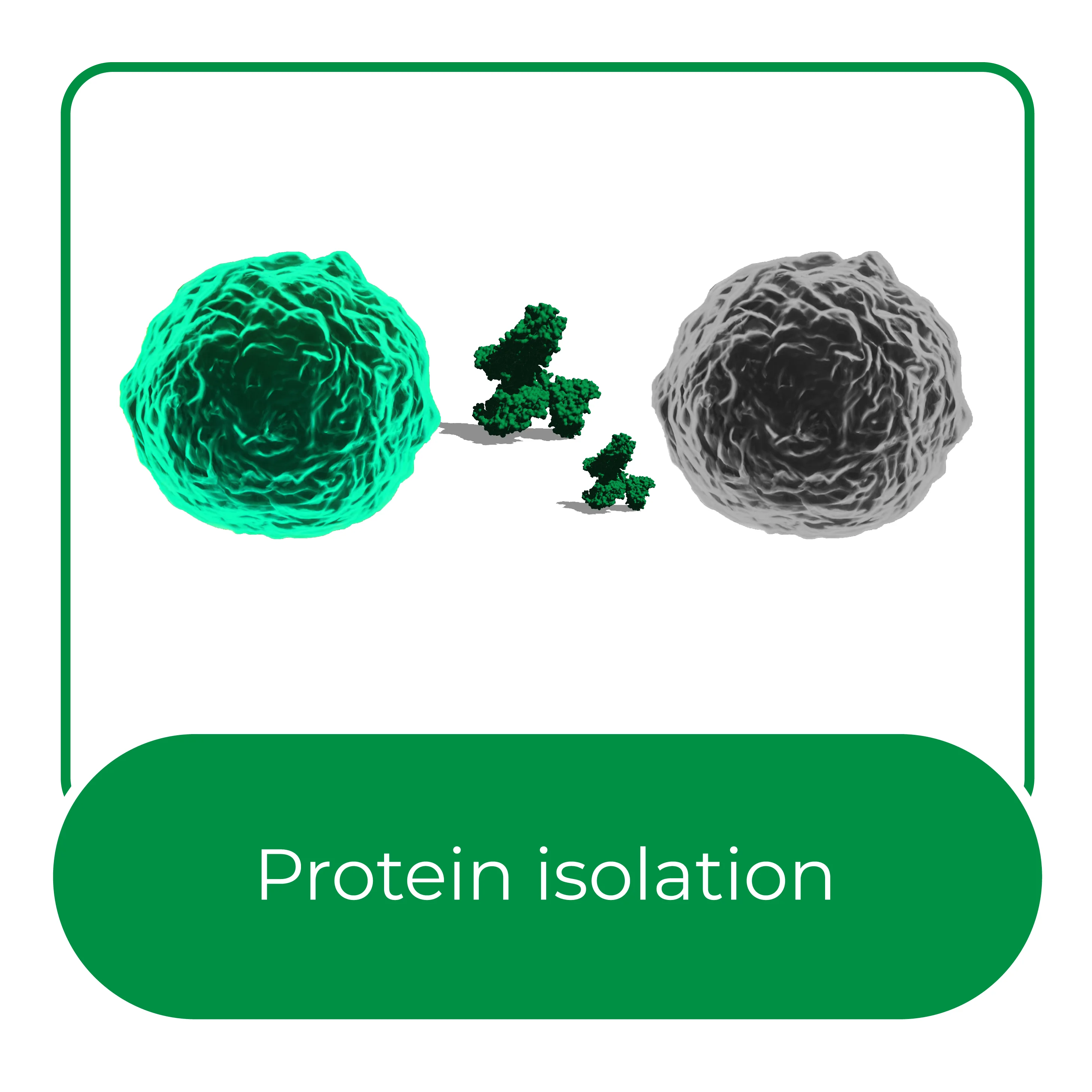 Protein Isolation
